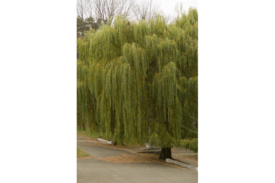 Mamiya/Sekor 55mm f/1.4 Auto