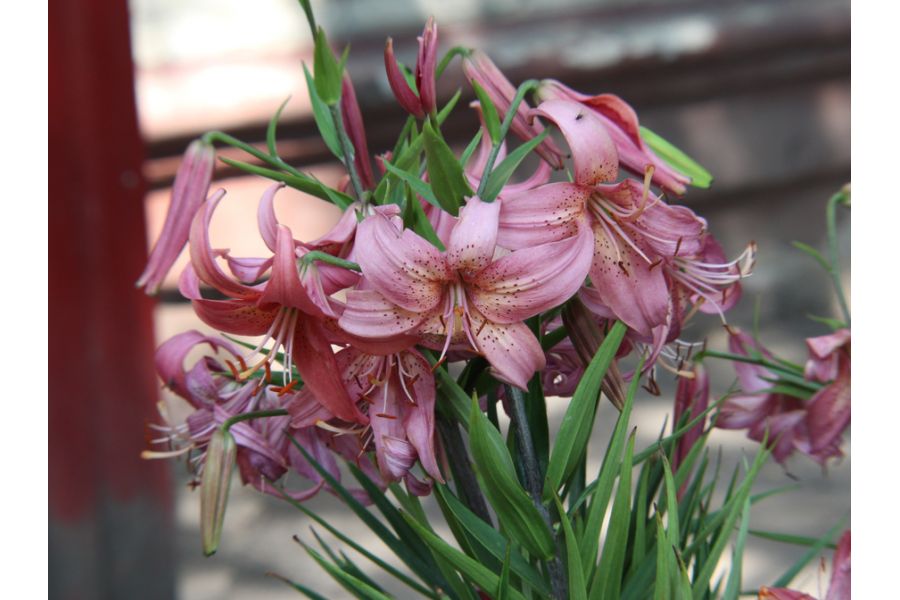 Mamiya/Sekor 55mm f/1.4 Auto