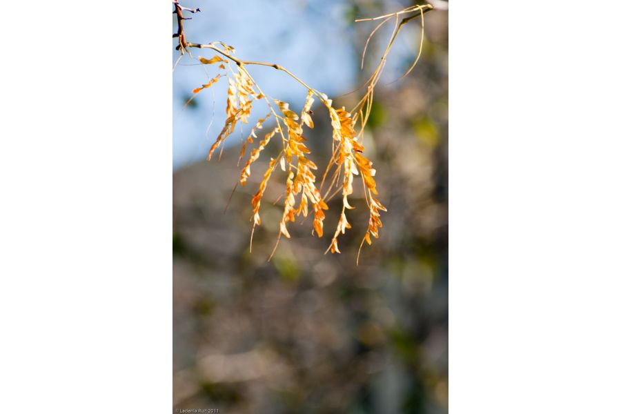 Телеар-5Б МС 5,6/250 длиннофокусный объектив