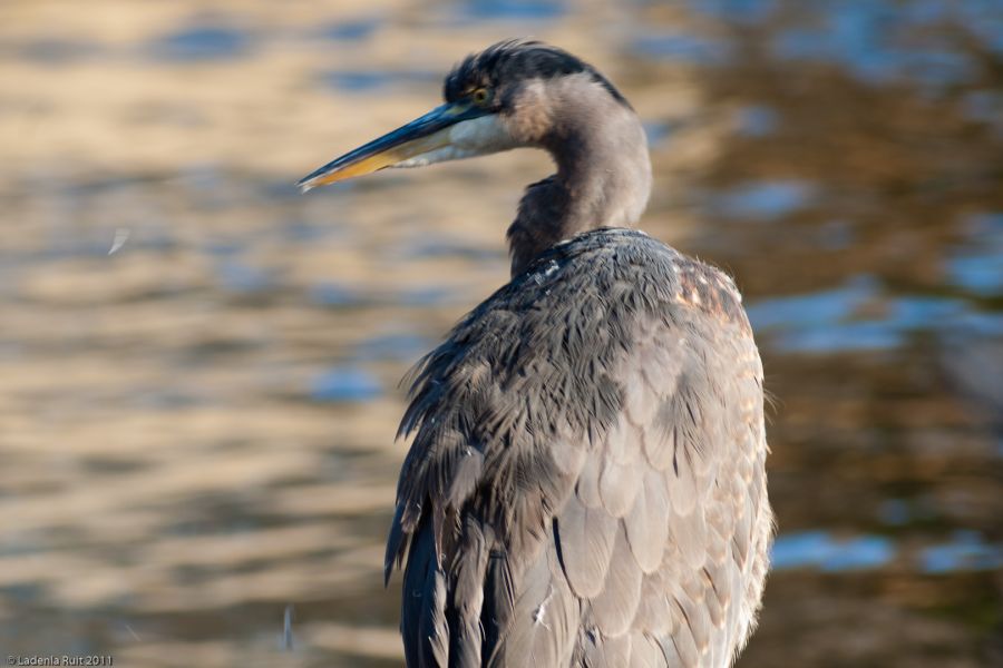 Телеар-5Б МС 5,6/250 длиннофокусный объектив