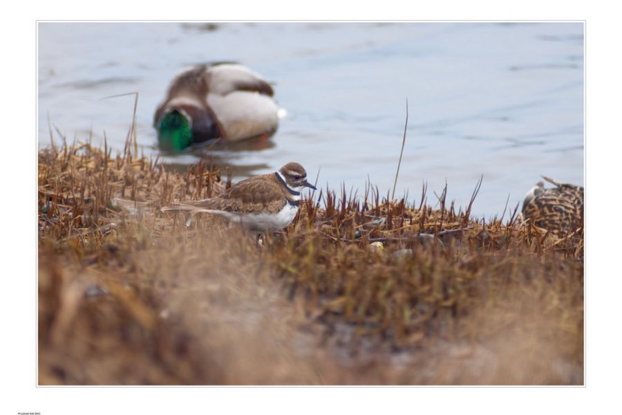 Телеар-5Б МС 5,6/250 длиннофокусный объектив