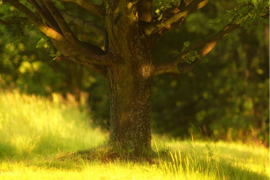 Cosinon Auto MC 3.5/200 (Japan, 1985)