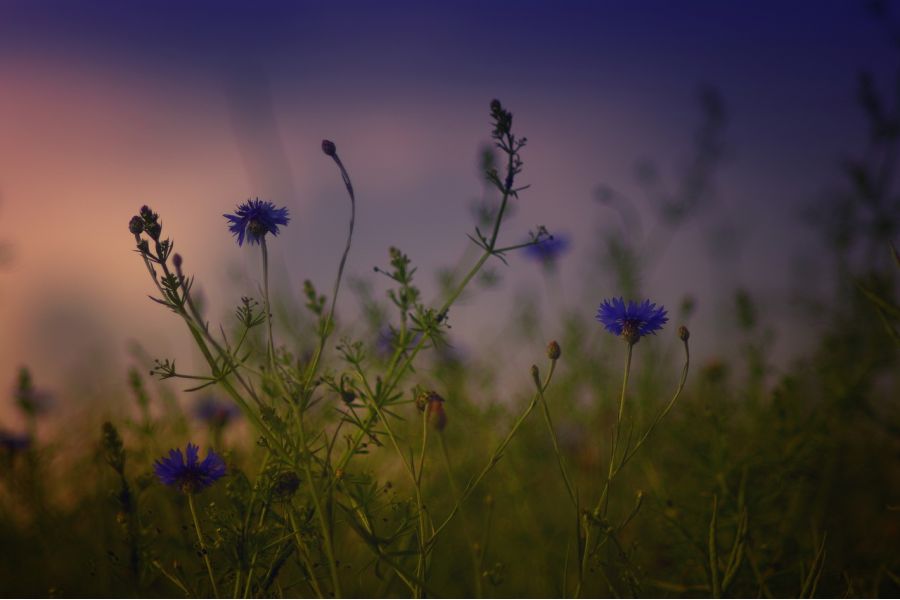 Cosinon Auto MC 3.5/200 (Japan, 1985)