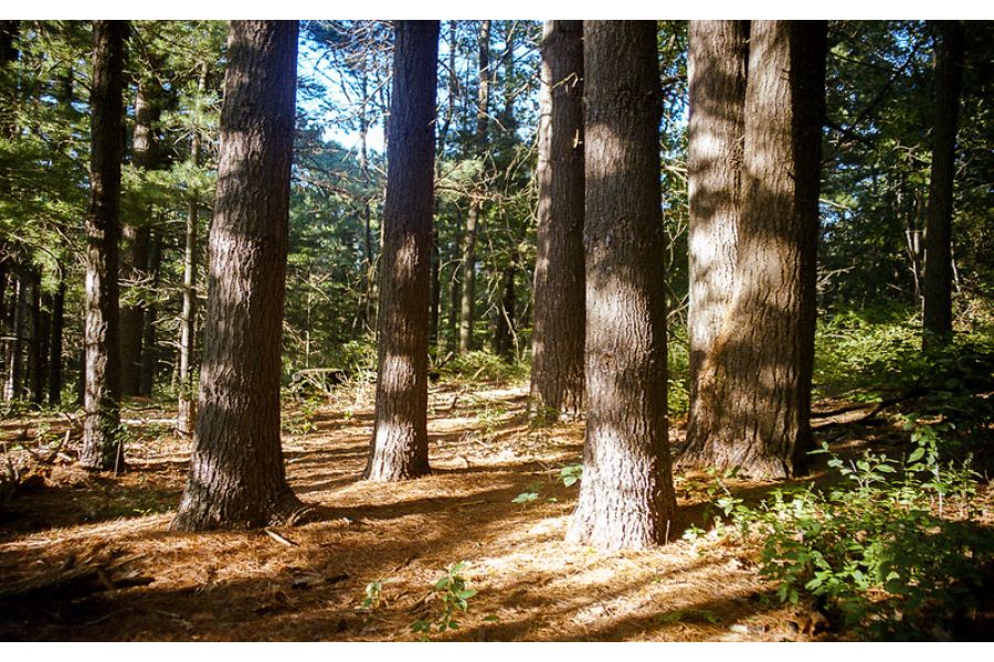 Nikon 28-200mm f/3.5-5.6G ED-IF AF Nikkor