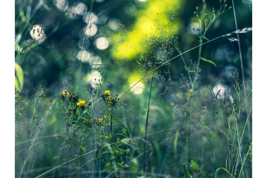 Planar 2/80 T* Carl Zeiss (Germany, 2001)