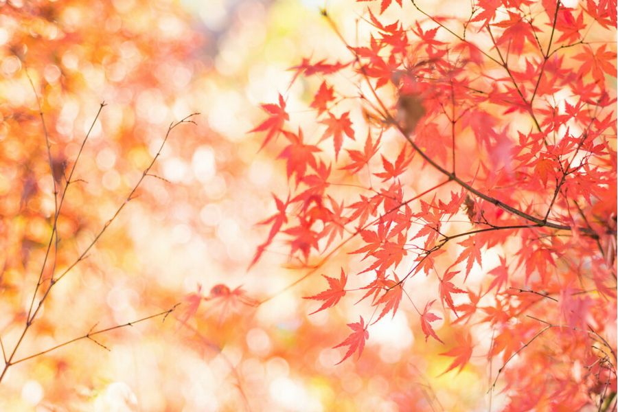 Planar 2/80 T* Carl Zeiss (Germany, 2001)