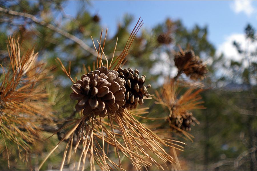 Мир-47М МС 2,5/20
