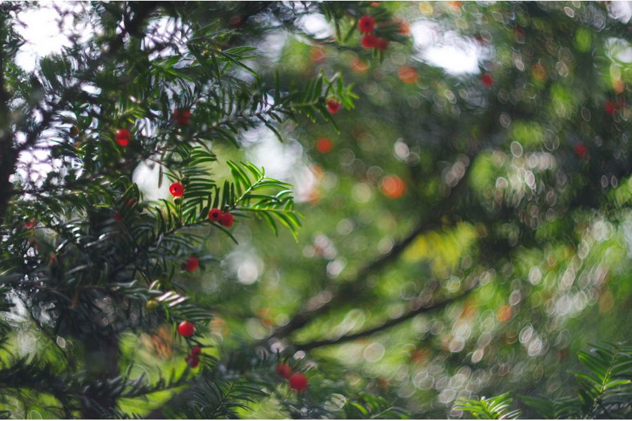 Гелиос-77К-4 МС 1.8/50