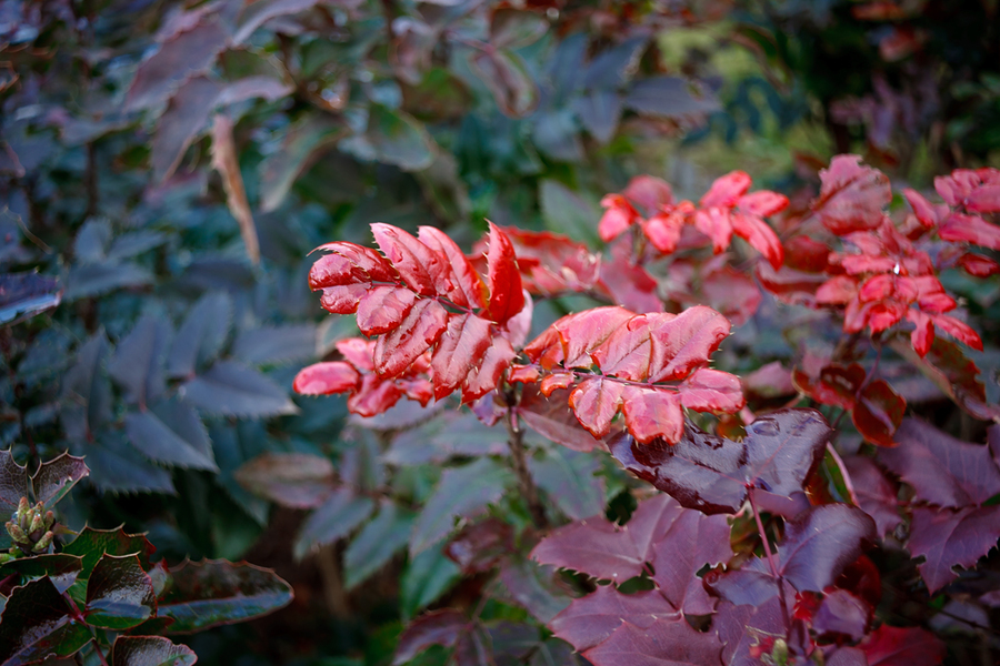 Primagon 4.5/35 Meyer-Optik Gorlitz М42