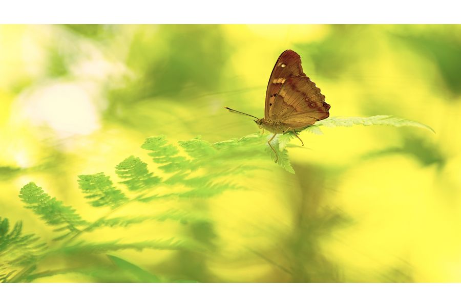 Voigtlander 28-210mm f/4.2-6.5 VMV APO-Zoomar