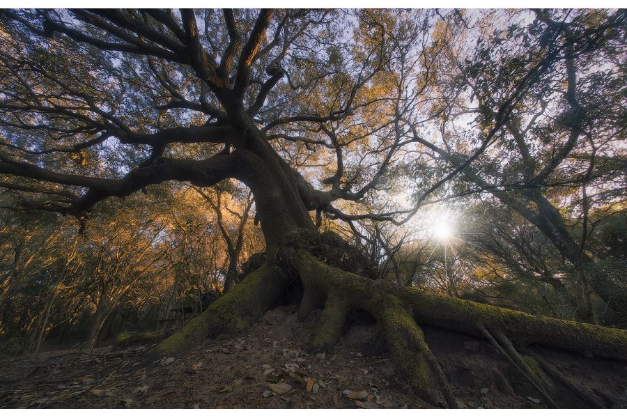 Voigtlander 28-210mm f/4.2-6.5 VMV APO-Zoomar