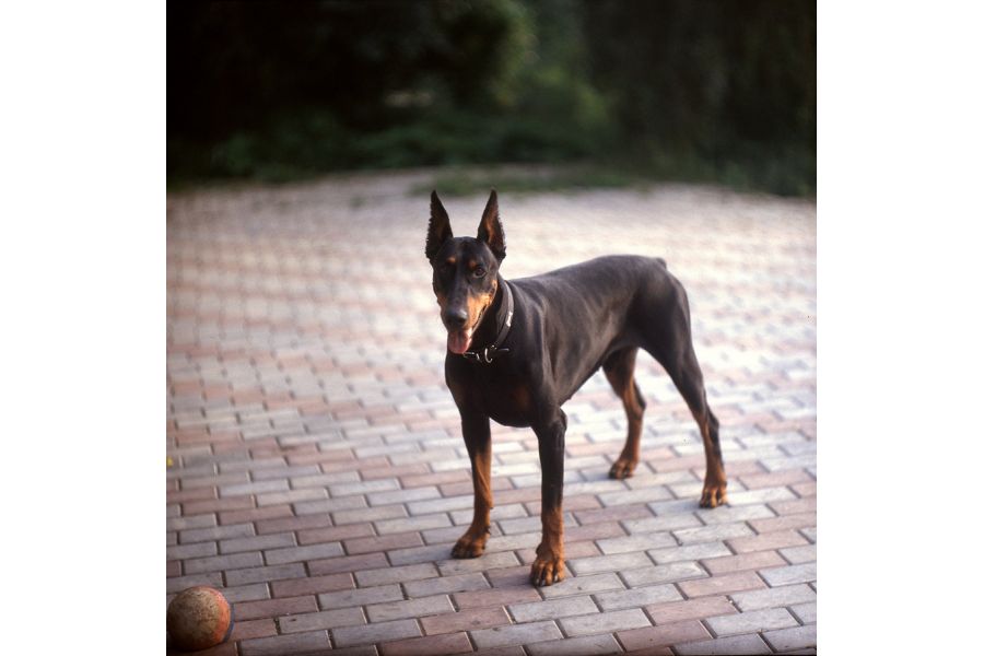 Schneider-Gottingen Xenon 2/12,5cm №57570