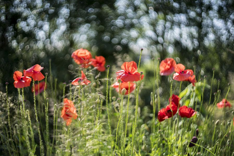 Гелиос-77М-4 МС 1.8/50 Nikon F