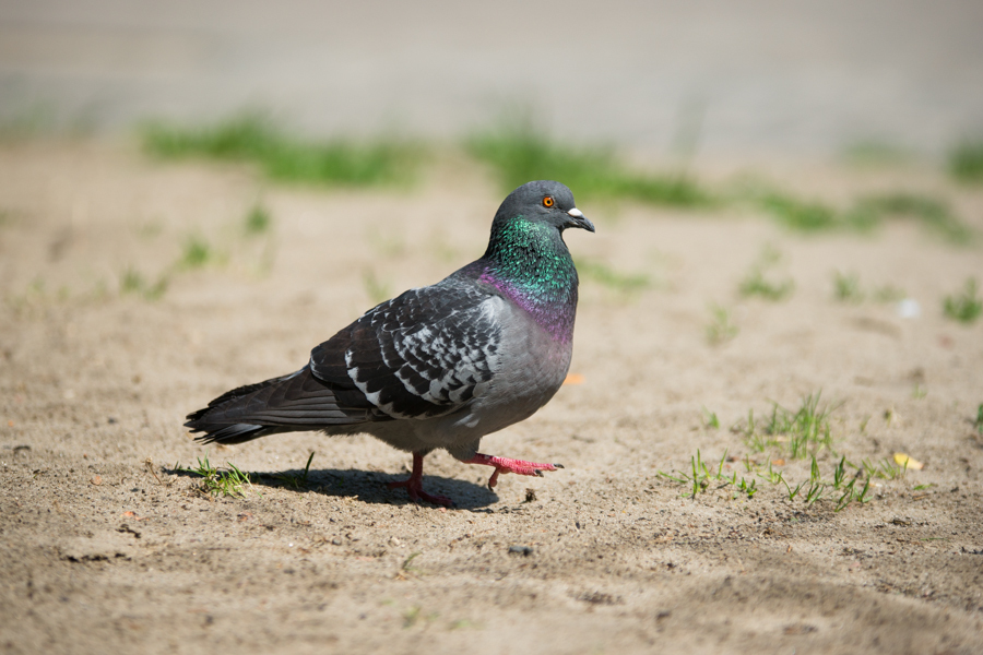 Sigma AF 70-200mm F2.8 APO EX DG OS HSM Nikon F