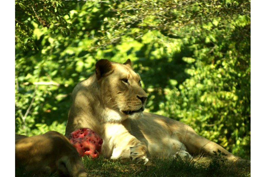 Olympus 70-210mm f/3.5-4.5 PF Zoom