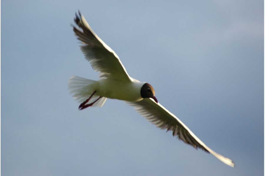 Tamron AF 18-250mm f/3.5-6.3 Di II LD Aspherical (IF) (A18) Nikon F