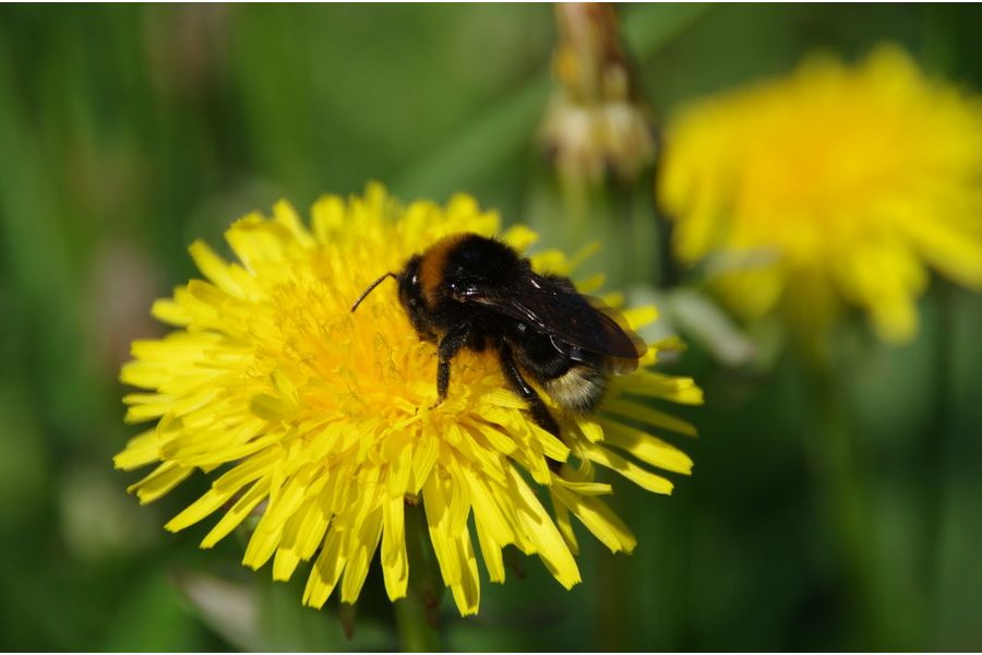 Tamron AF 18-250mm f/3.5-6.3 Di II LD Aspherical (IF) (A18) Nikon F