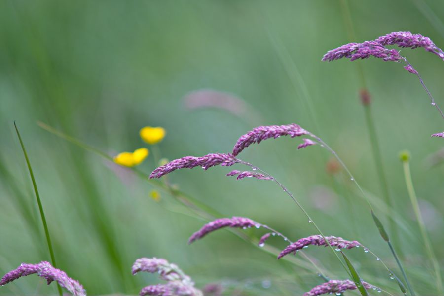 Vivitar MC 28-135mm f/3.5-4.5 Macro Focusing Zoom 