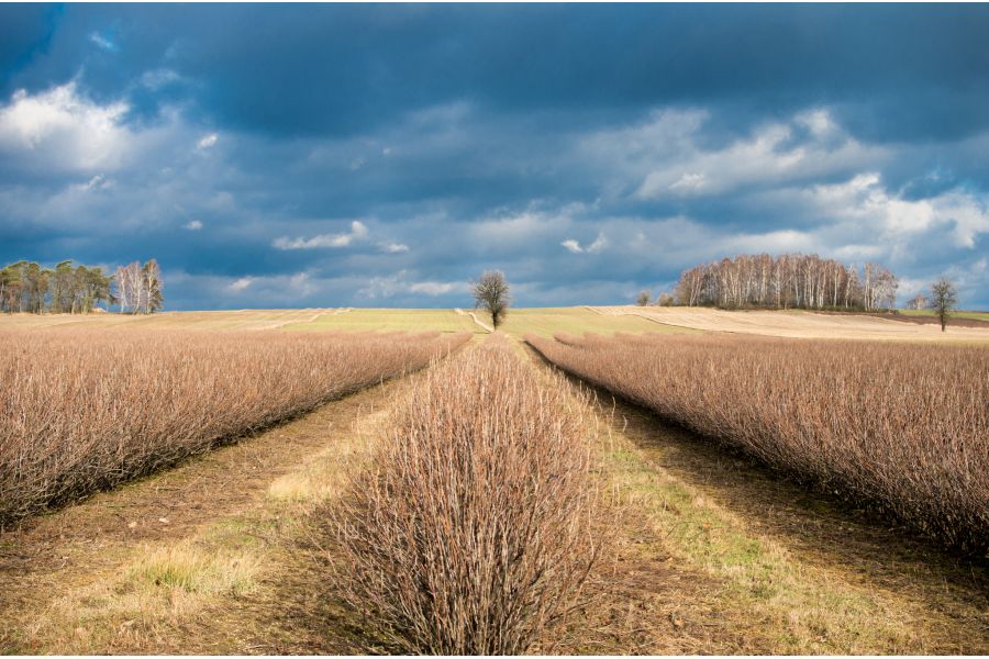 Pentax DA 40mm f/2.8 Limited HD