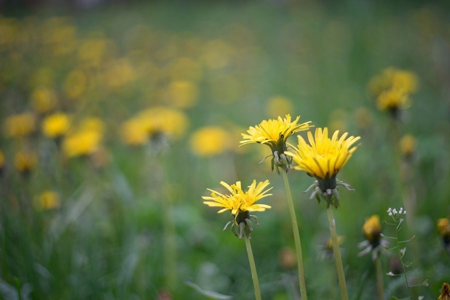 ОКС1 2/50 (СССР, 1975)