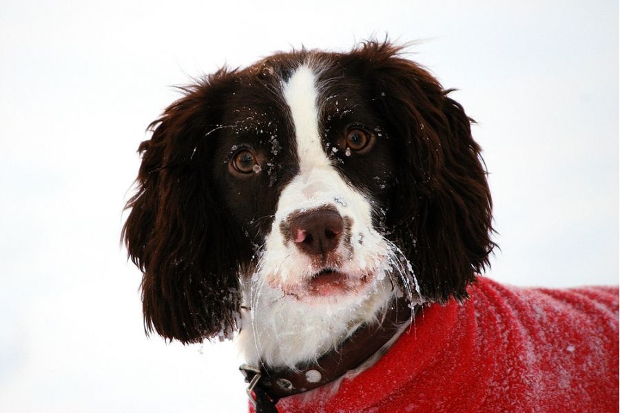 Sigma AF 80-400mm F4.5-5.6 EX OS APO D Nikon F