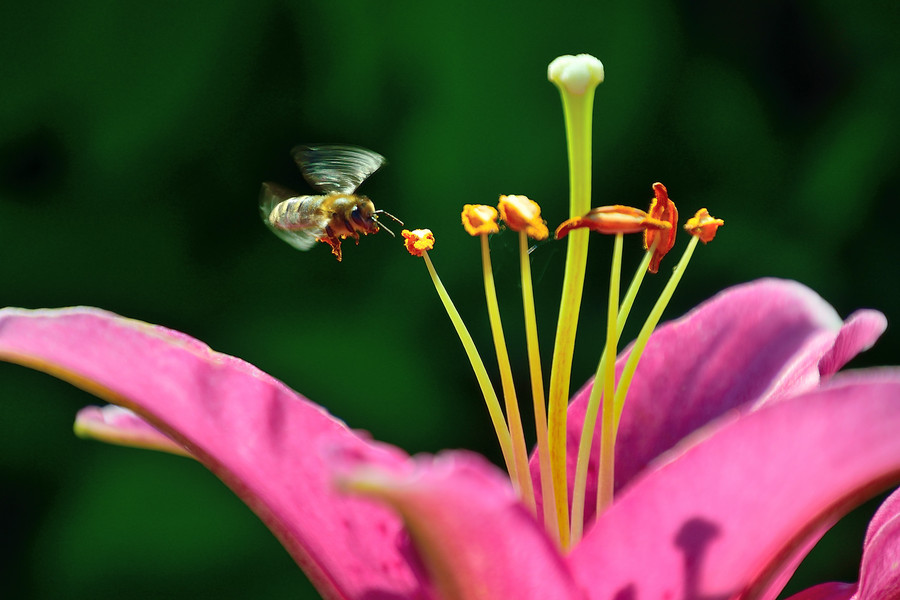 Tamron 16-300mm f/3.5-6.3 Di II VC PZD ( B016) MACRO Nikon F в упаковке