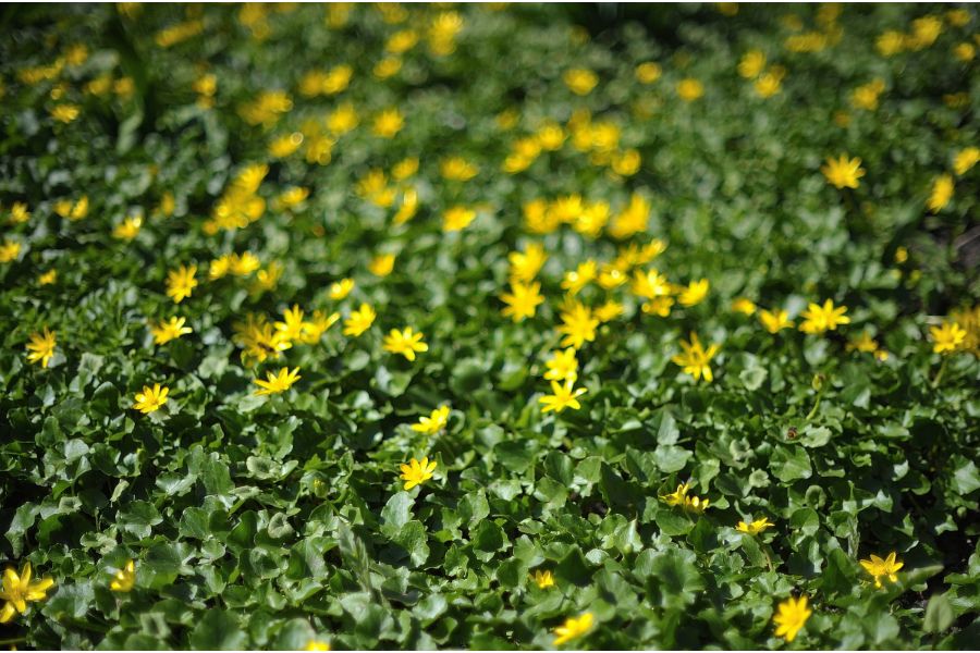 Minolta MC Rokkor-X PG 50mm f/1.4