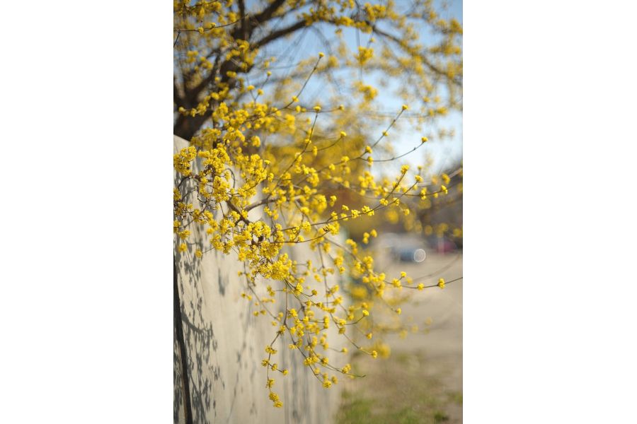 Minolta MC Rokkor-X PG 50mm f/1.4