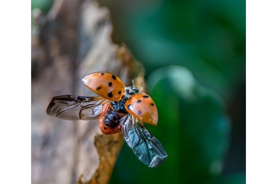 Vivitar 28-70mm 3.5-4.8 MC Macro (Japan)