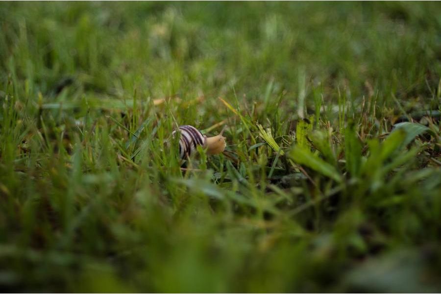 Carenar EEK 35mm f/2.8