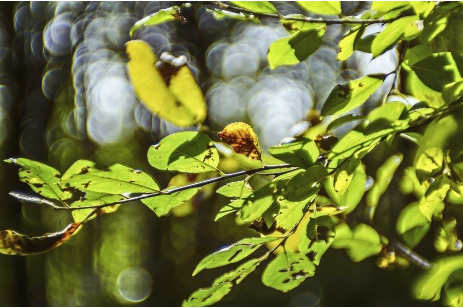 Триплет-5 2.8/100