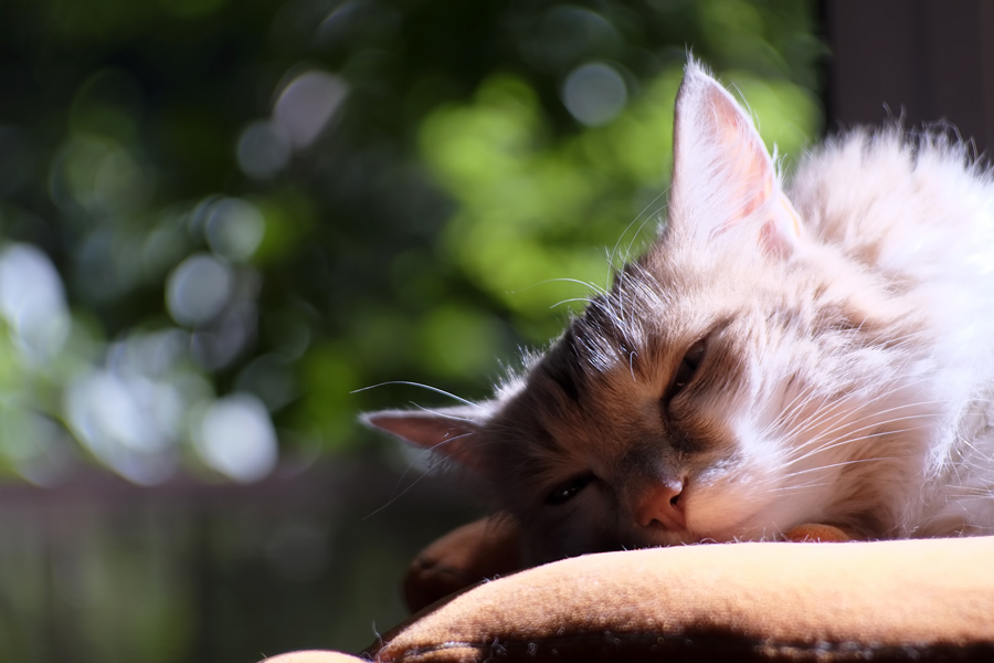 Триплет-5 2.8/100