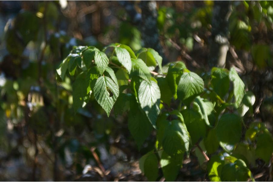 Триплет-6 2,8/150 (СССР, 1985)