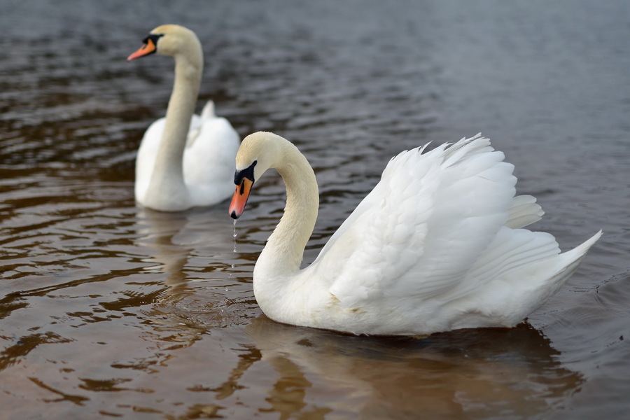 Sigma 50mm f/1.4 DG HSM Art Canon EF