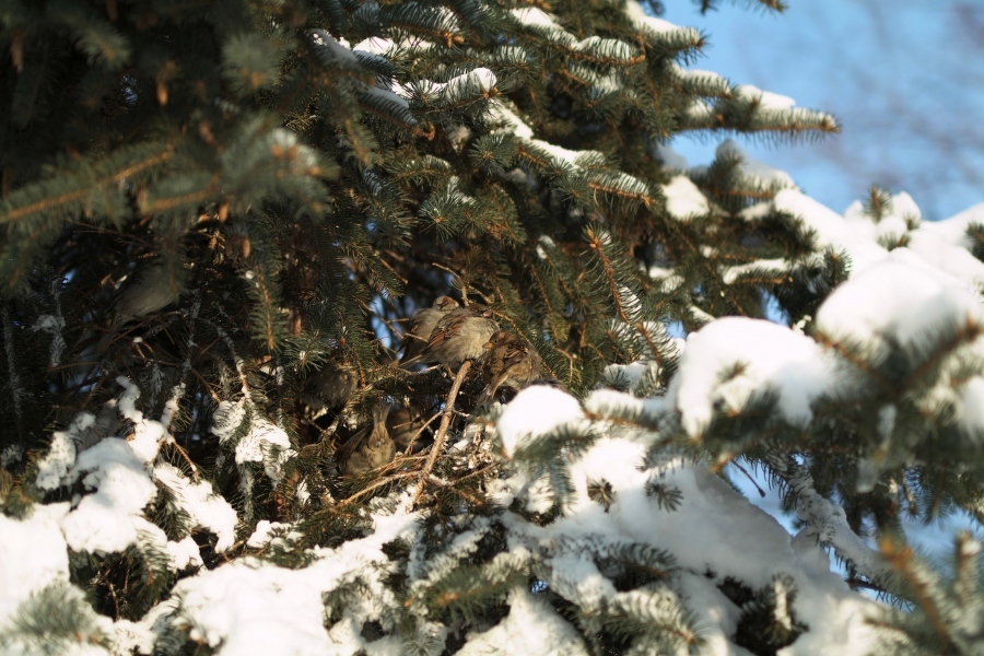 Sigma 50mm f/1.4 DG HSM Art Canon EF