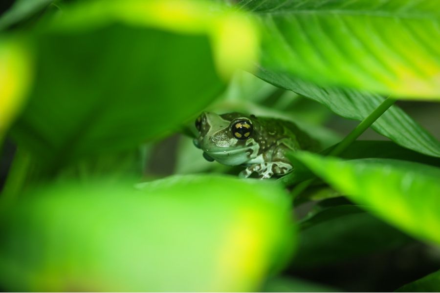 Olympus Zuiko Digital ED 75mm f/1.8 новый