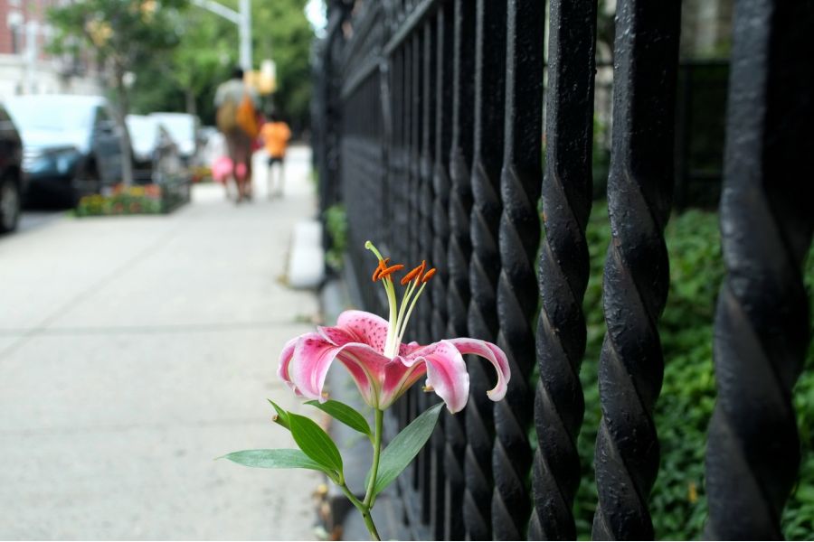 Distagon T* 2.8/25 ZF Carl Zeiss (Nikon F)