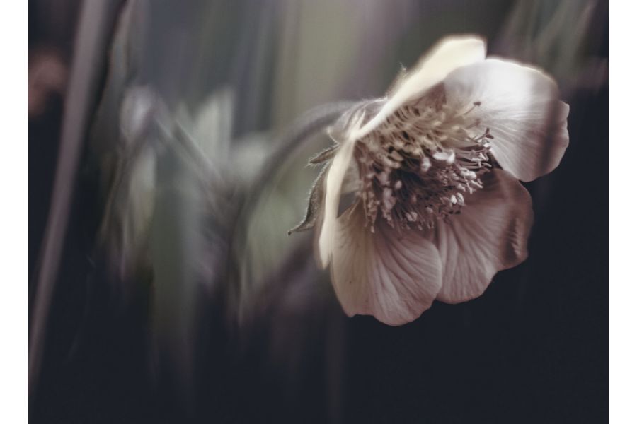 Tessar 2.8/50 aus JENA DDR (зебра) 