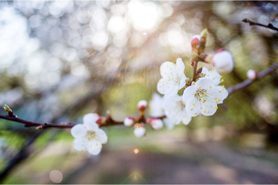 Sigma Super-Wide II 24mm f/2.8 Multi-Coated