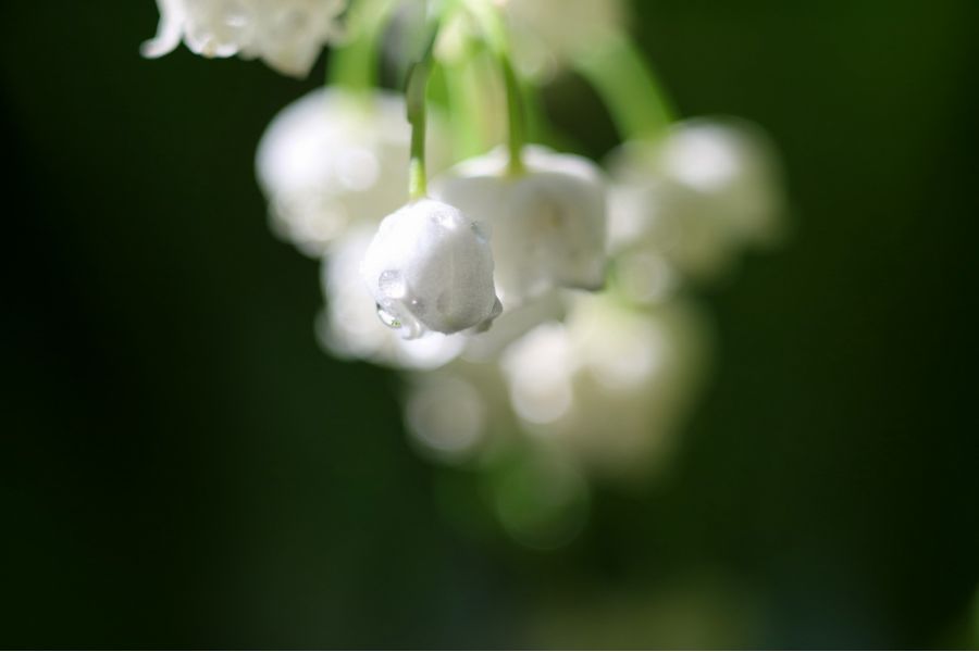 Индустар-58-У 3,5/75 (CCCР, 1961)