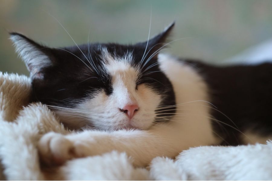 Индустар-58-У 3,5/75 (CCCР, 1961)