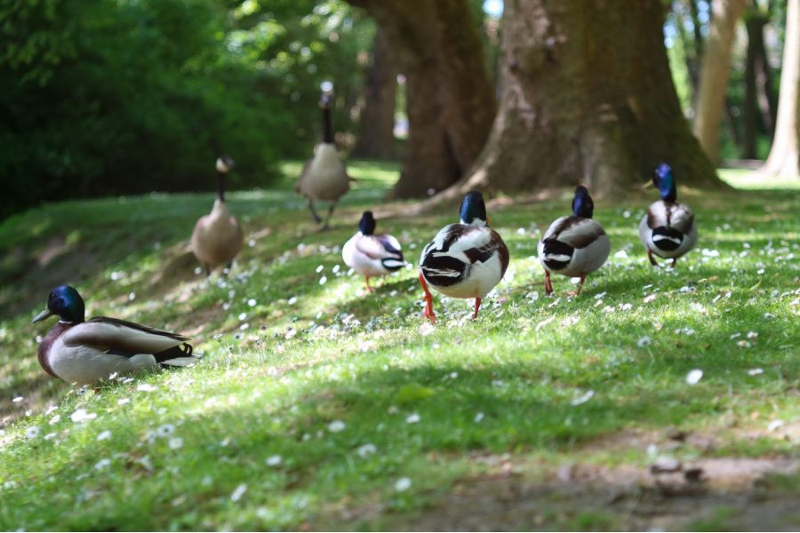 Индустар-58-У 3,5/75 (CCCР, 1961)