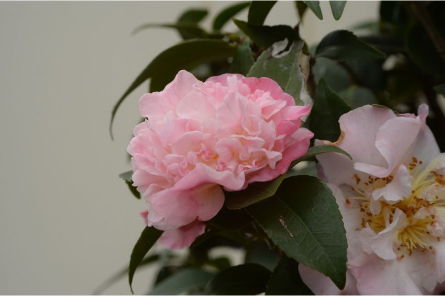 Schneider Kreuznach Componon-S 2.8/50 (Germany, 1990)