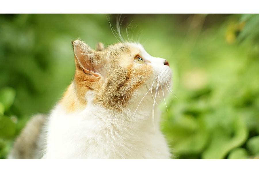 Юпитер-9 П 2/85 Contax RF / Киев 1950г.