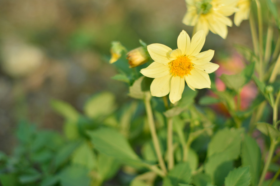 Юпитер-9 П 2/85 Contax RF / Киев 1950г.