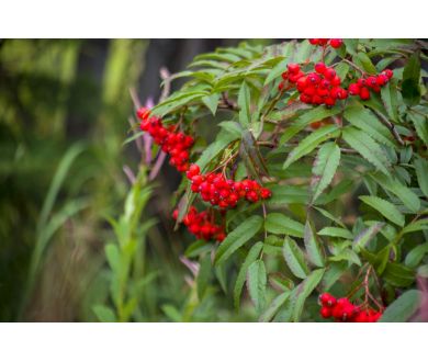 Купить Tokina AF 28-210mm f/3.5-5.6 Tokina AF 28-210mm f/3.5-5.6