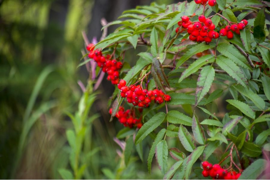 Tokina AF 28-210mm f/3.5-5.6