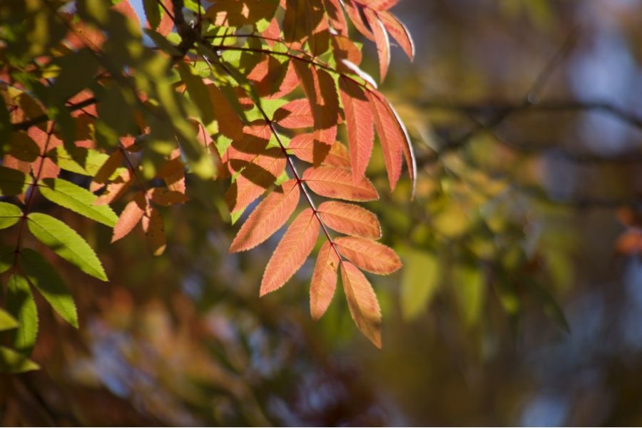 Tokina AF 28-210mm f/3.5-5.6