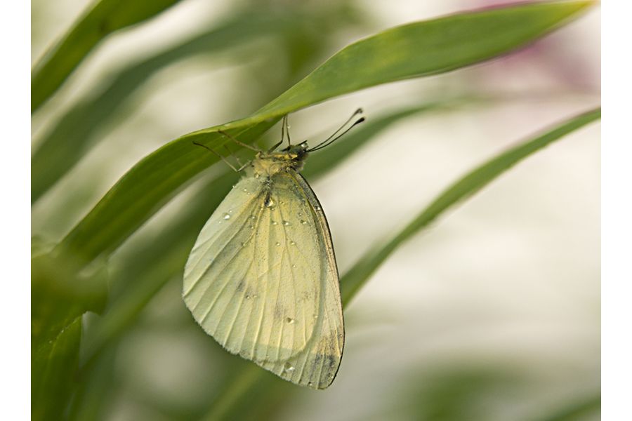 Sony DT 16-50mm f/2.8 SSM (SAL-1650) в упаковке