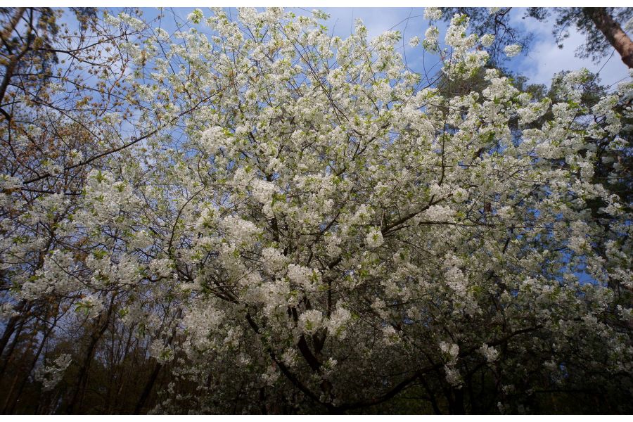 7Artisans 7.5mm f/2.8 Micro 4/3 new